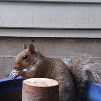 A gray squirrel sits on the edge of a blue container, holding food in its paws, with a wooden post and a house wall in the background. Its bushy tail is curled behind it as it appears to be eating.