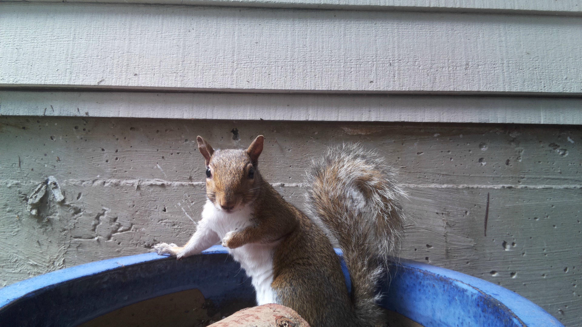 A gray squirrel stands alert on the edge of a blue container, with its bushy tail raised and a background of siding and concrete. The squirrel appears to be looking directly at the camera.