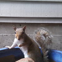 A gray squirrel stands alert on the edge of a blue container, with its bushy tail raised and a background of siding and concrete. The squirrel appears to be looking directly at the camera.