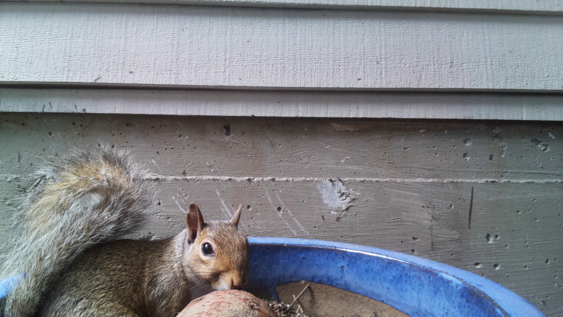A gray squirrel is peeking over the edge of a blue container, with its head and one paw visible against a weathered wooden wall. The scene appears to be outdoors, possibly near a house or shed.