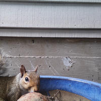 A gray squirrel is peeking over the edge of a blue container, with its head and one paw visible against a weathered wooden wall. The scene appears to be outdoors, possibly near a house or shed.