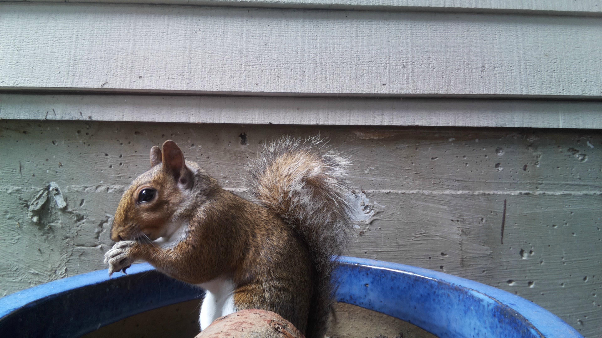 A gray squirrel is perched on the edge of a blue container, with its bushy tail raised and a wooden wall in the background. The squirrel appears alert and is facing to the left.