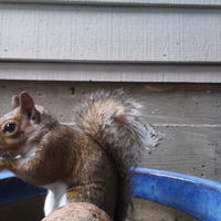 A gray squirrel is perched on the edge of a blue container, with its bushy tail raised and a wooden wall in the background. The squirrel appears alert and is facing to the left.