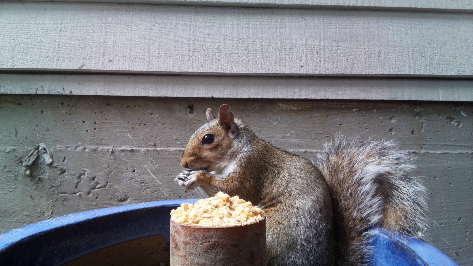 A gray squirrel is perched beside a wooden post topped with food, nibbling on a snack. The background shows the siding of a building, giving a cozy backyard feel.