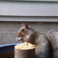 A gray squirrel is perched beside a wooden post topped with food, nibbling on a snack. The background shows the siding of a building, giving a cozy backyard feel.