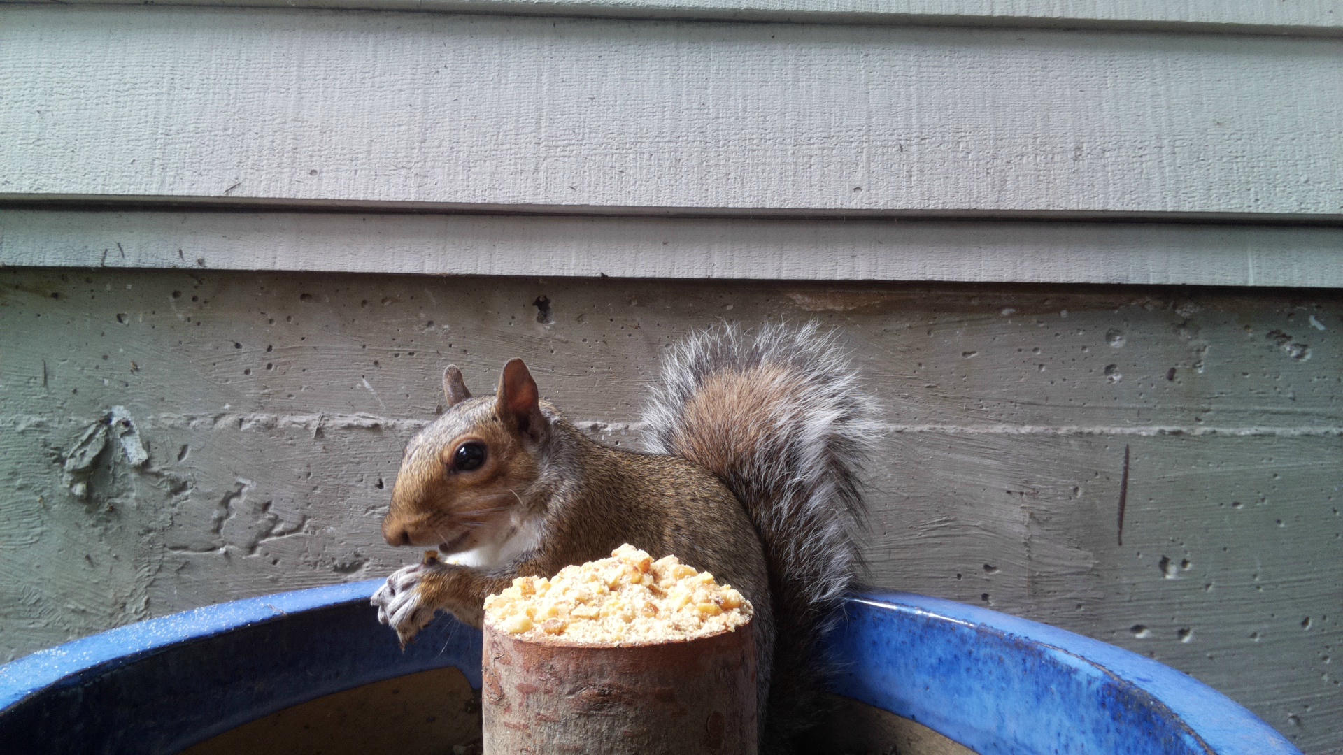 A gray squirrel is perched beside a container filled with food, nibbling on something with its paws. The background shows the siding of a building, and the scene appears to be captured by a webcam.