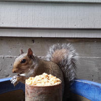 A gray squirrel is perched beside a container filled with food, nibbling on something with its paws. The background shows the siding of a building, and the scene appears to be captured by a webcam.