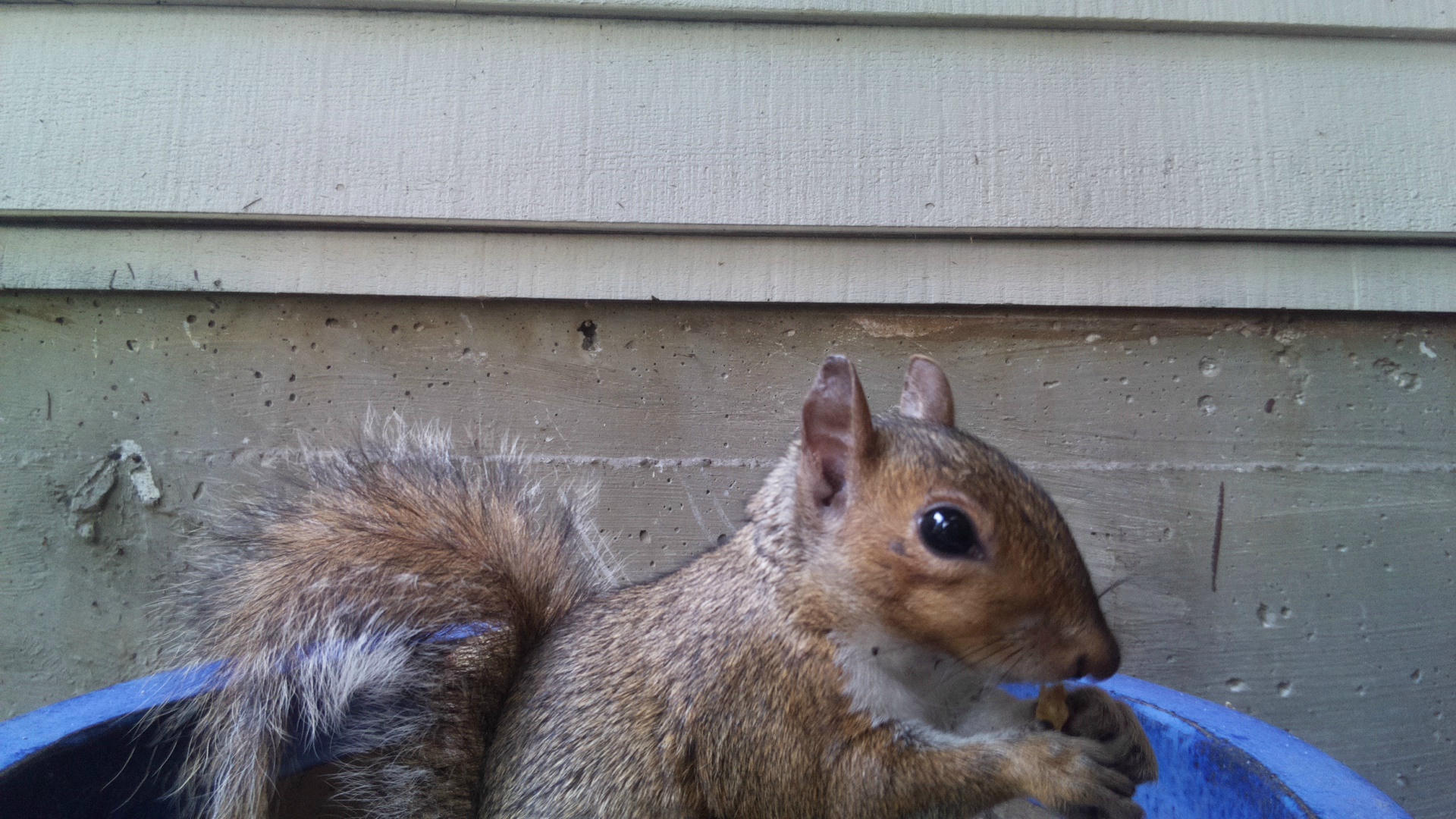 A gray squirrel is captured in close-up near a building’s siding, with its bushy tail visible and its large dark eye looking alert. The background consists of horizontal beige panels, giving a sense of the squirrel’s proximity to a structure.