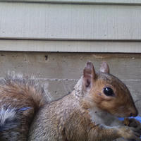 A gray squirrel is captured in close-up near a building’s siding, with its bushy tail visible and its large dark eye looking alert. The background consists of horizontal beige panels, giving a sense of the squirrel’s proximity to a structure.
