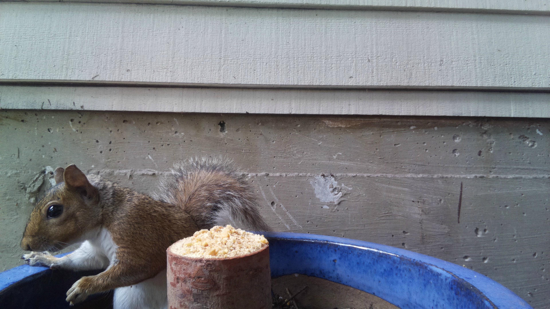 A gray squirrel is perched next to a pile of food on a wooden post, with a blue plastic object and a house wall in the background. The squirrel appears to be foraging or eating.