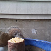 A gray squirrel is perched next to a pile of food on a wooden post, with a blue plastic object and a house wall in the background. The squirrel appears to be foraging or eating.