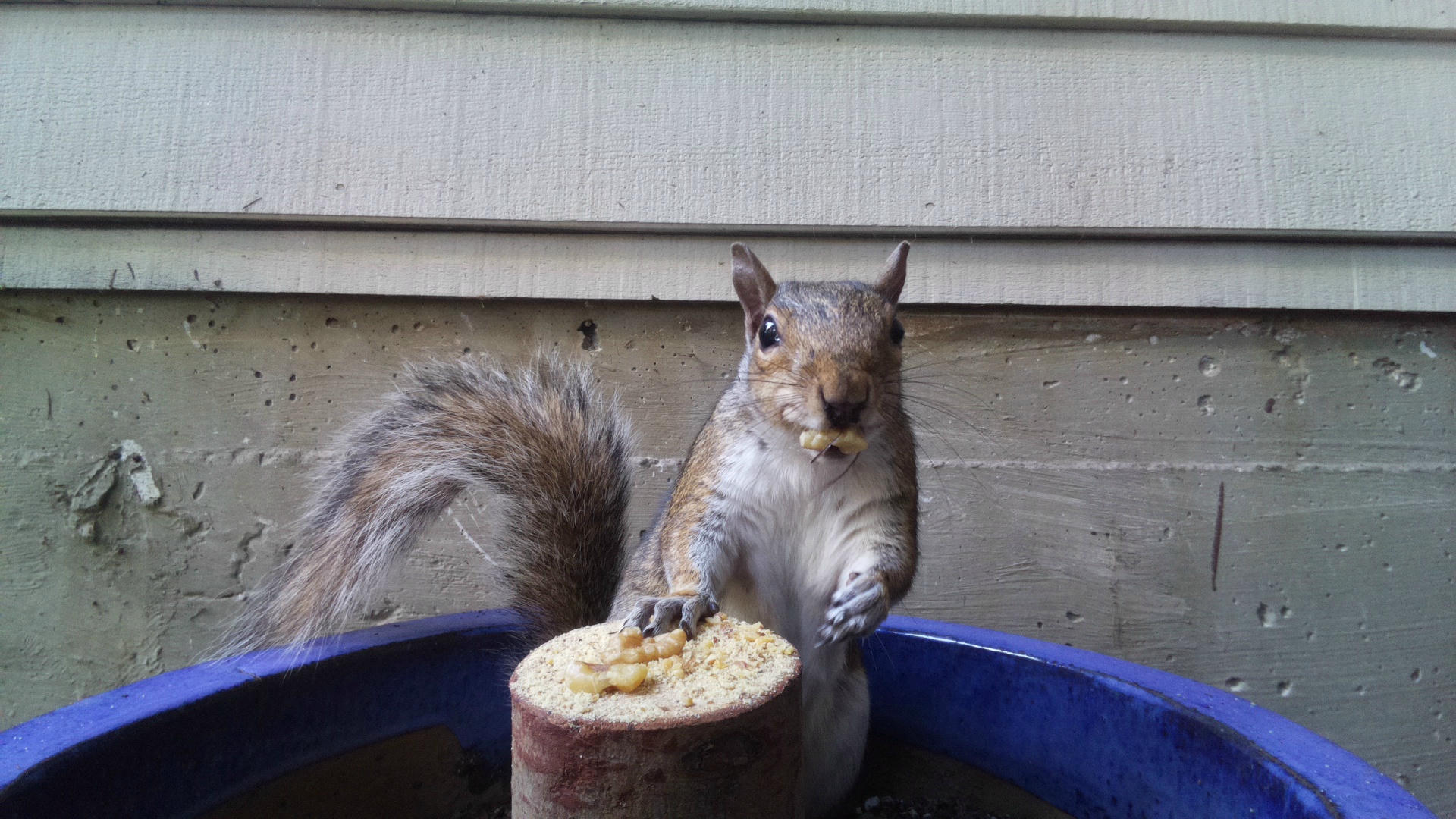 A gray squirrel is perched on the edge of a blue container, holding onto a piece of corn with its front paws and looking directly at the camera. The background shows the siding of a building.