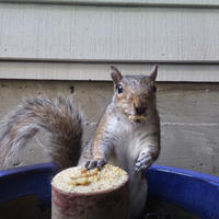 A gray squirrel is perched on the edge of a blue container, holding onto a piece of corn with its front paws and looking directly at the camera. The background shows the siding of a building.