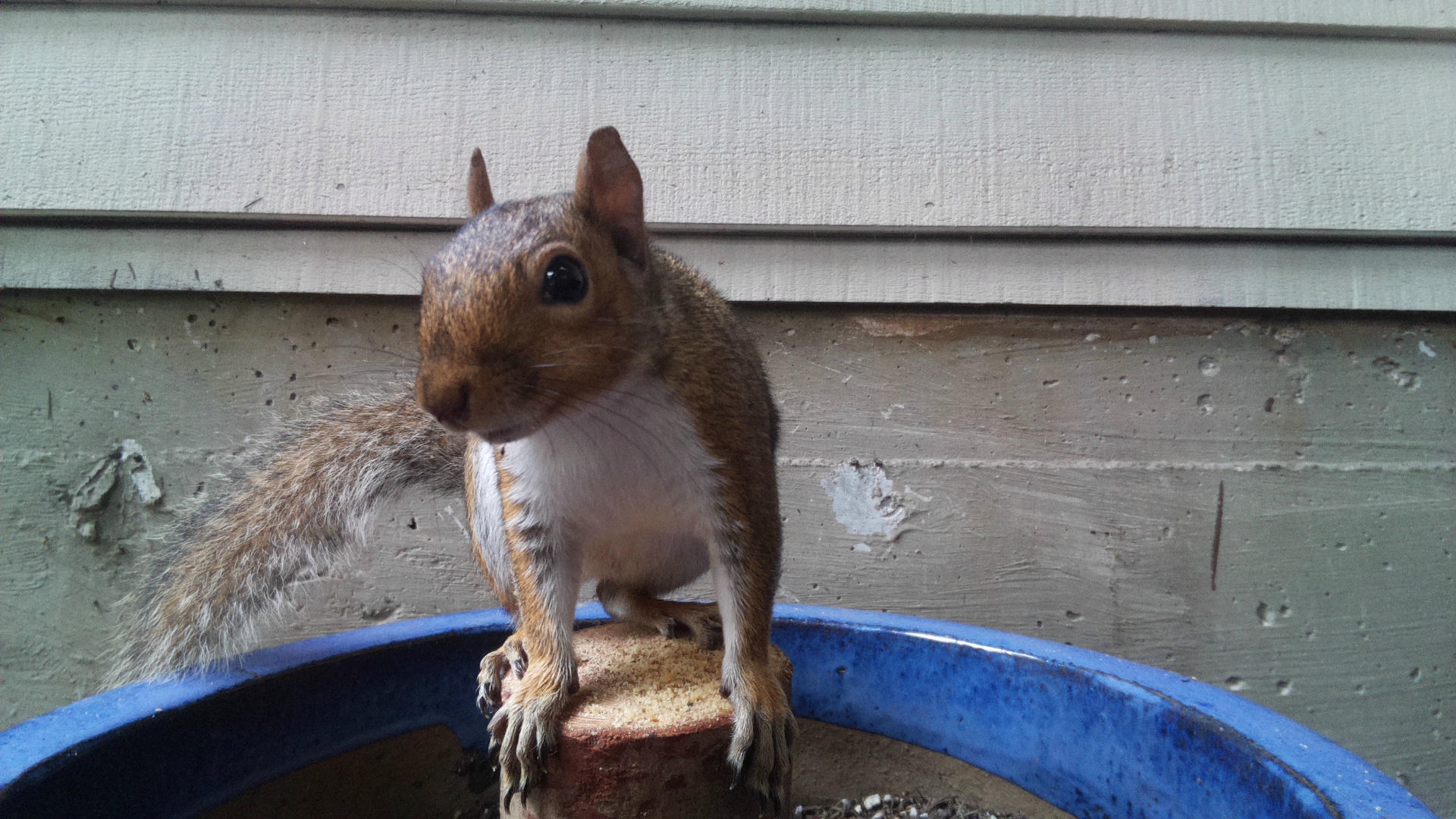 A gray squirrel is perched on the edge of a blue container, looking directly at the camera with its front paws resting on a small log. The background shows the side of a building with horizontal siding.