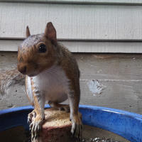 A gray squirrel is perched on the edge of a blue container, looking directly at the camera with its front paws resting on a small log. The background shows the side of a building with horizontal siding.