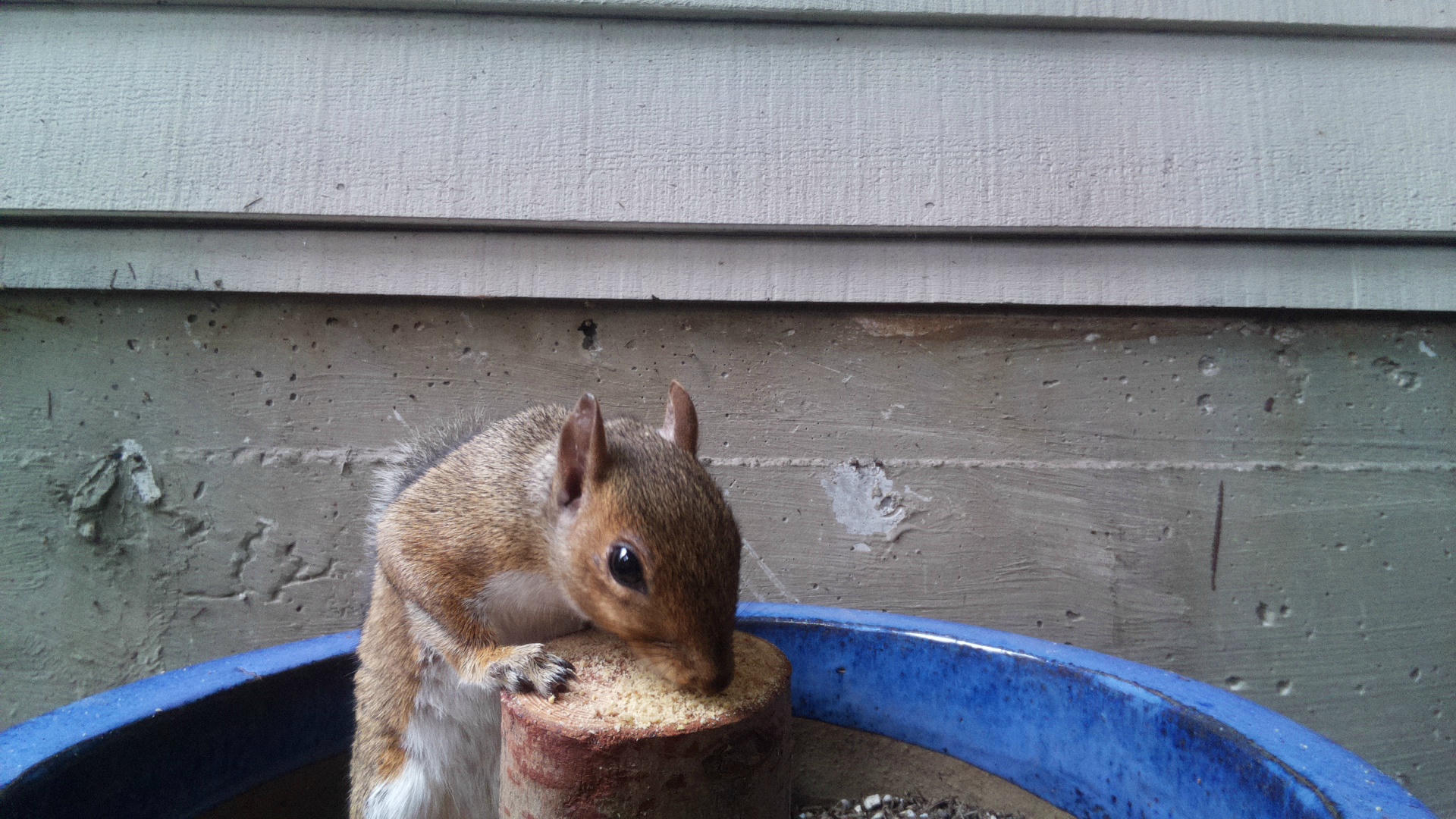 A gray squirrel is perched on a wooden platform, nibbling on a piece of food with its paws. The background shows the siding of a building and part of a blue container.