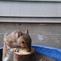 A gray squirrel is perched on a wooden platform, nibbling on a piece of food with its paws. The background shows the siding of a building and part of a blue container.