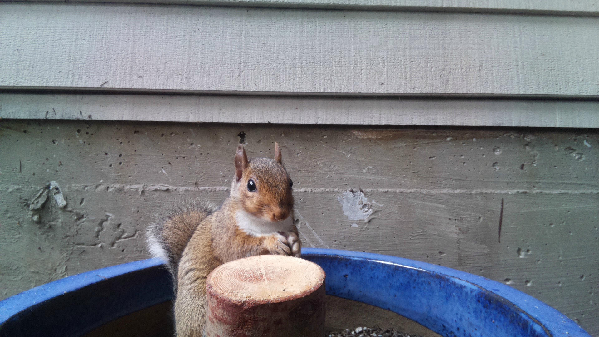 A gray squirrel sits upright on a wooden platform next to a blue rim, appearing to nibble on something with its front paws. The background shows the siding of a building, giving the scene a cozy, backyard feel.