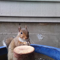 A gray squirrel sits upright on a wooden platform next to a blue rim, appearing to nibble on something with its front paws. The background shows the siding of a building, giving the scene a cozy, backyard feel.