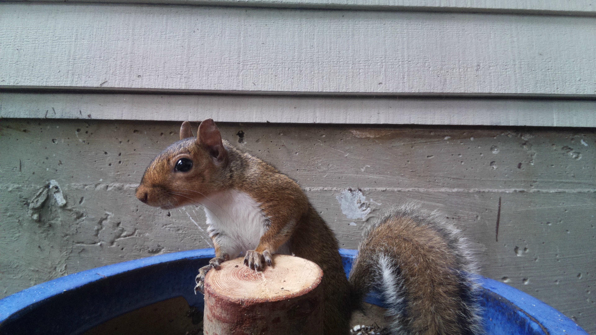 A gray squirrel is perched on a small wooden platform, with its front paws resting on the wood and its bushy tail visible behind it. The background shows the side of a building with horizontal siding.