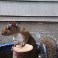 A gray squirrel is perched on a small wooden platform, with its front paws resting on the wood and its bushy tail visible behind it. The background shows the side of a building with horizontal siding.