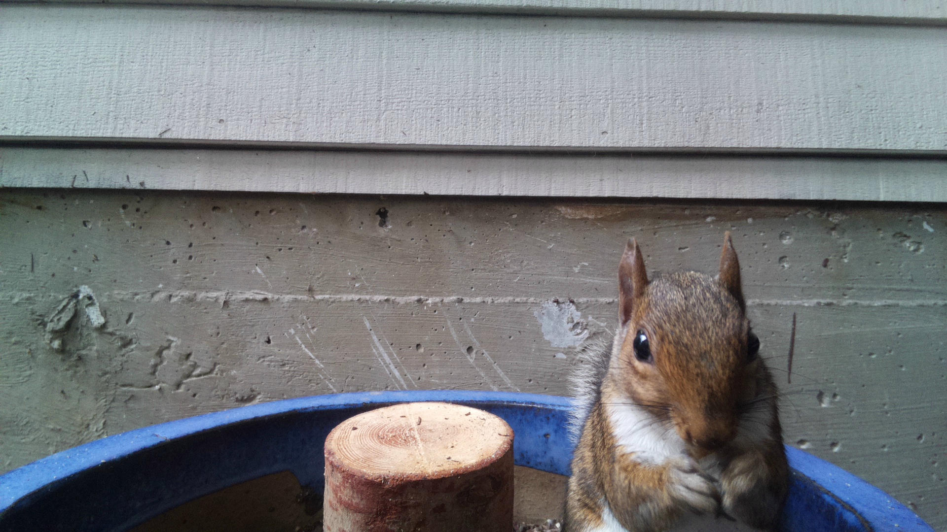 A gray squirrel is partially visible on the right side of the image, peeking over the edge of a blue container with a wooden post inside. The background shows the siding of a building.