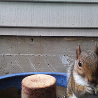 A gray squirrel is partially visible on the right side of the image, peeking over the edge of a blue container with a wooden post inside. The background shows the siding of a building.