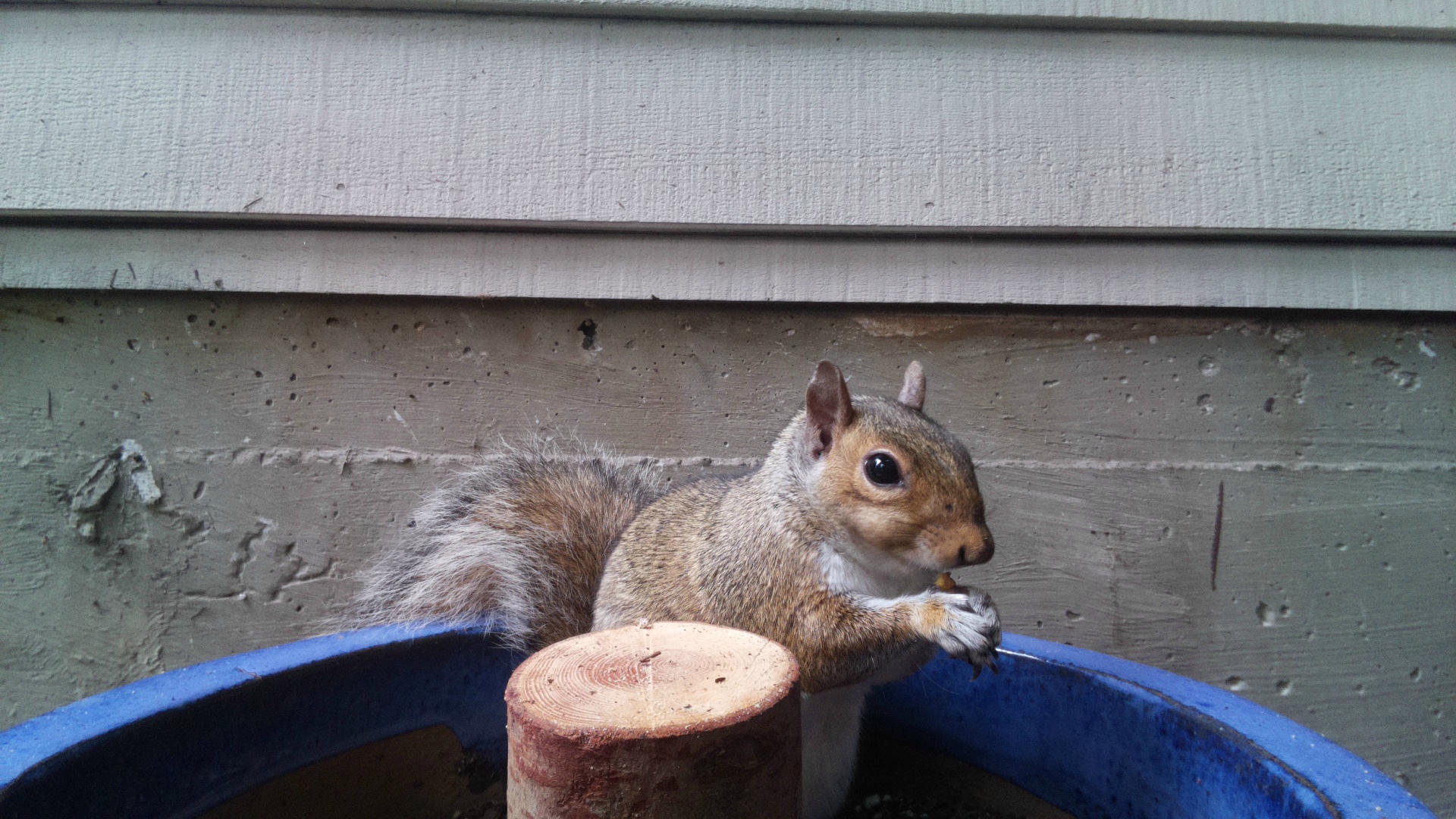 A gray squirrel is perched on the edge of a blue container, holding food in its paws and looking toward the camera. The background shows the siding of a building and a concrete wall.