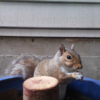 A gray squirrel is perched on the edge of a blue container, holding food in its paws and looking toward the camera. The background shows the siding of a building and a concrete wall.