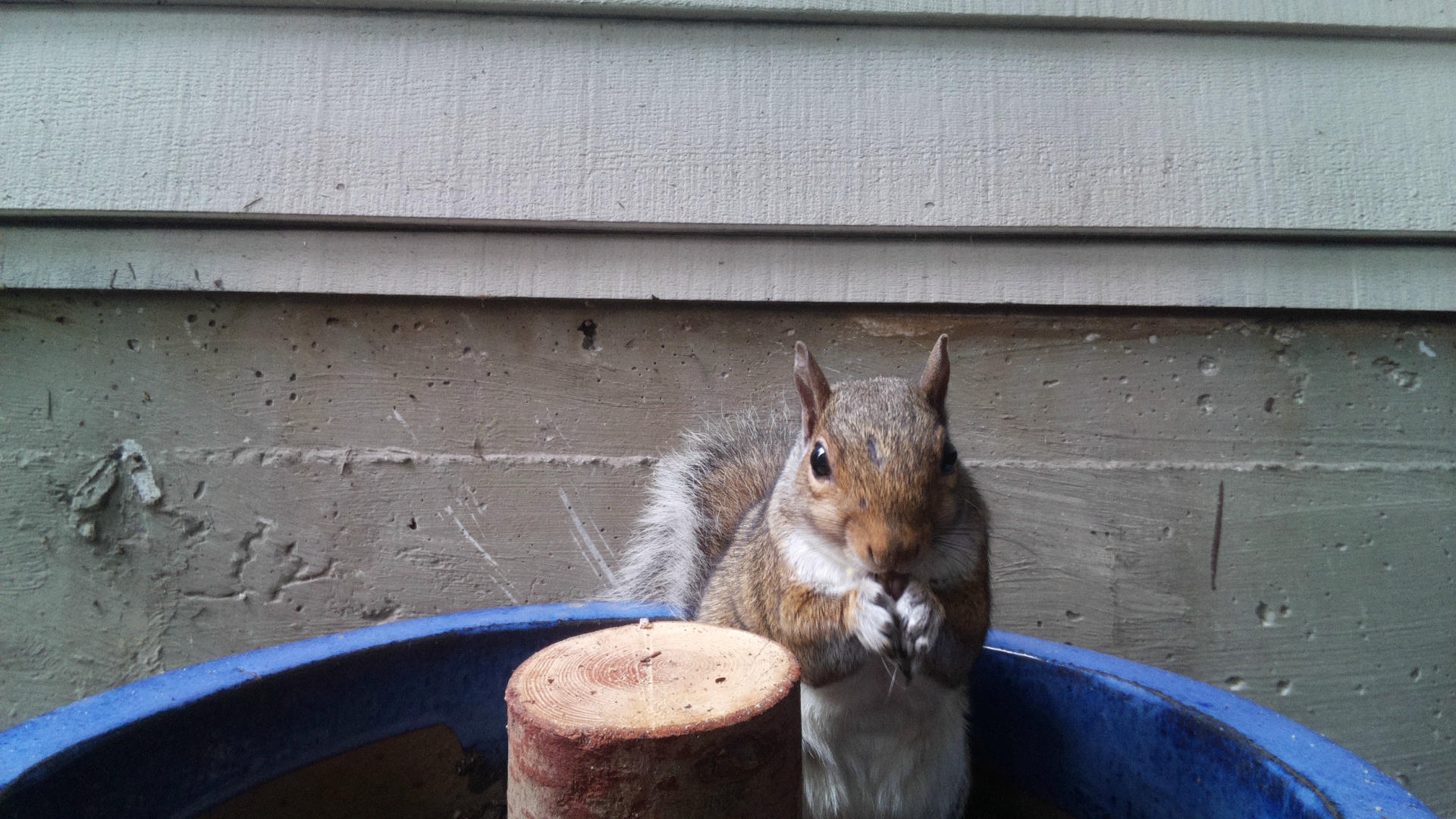A gray squirrel is perched on the edge of a blue container, holding food in its front paws and nibbling. The background shows the siding of a building and a wooden post inside the container.