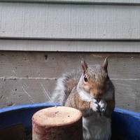 A gray squirrel is perched on the edge of a blue container, holding food in its front paws and nibbling. The background shows the siding of a building and a wooden post inside the container.