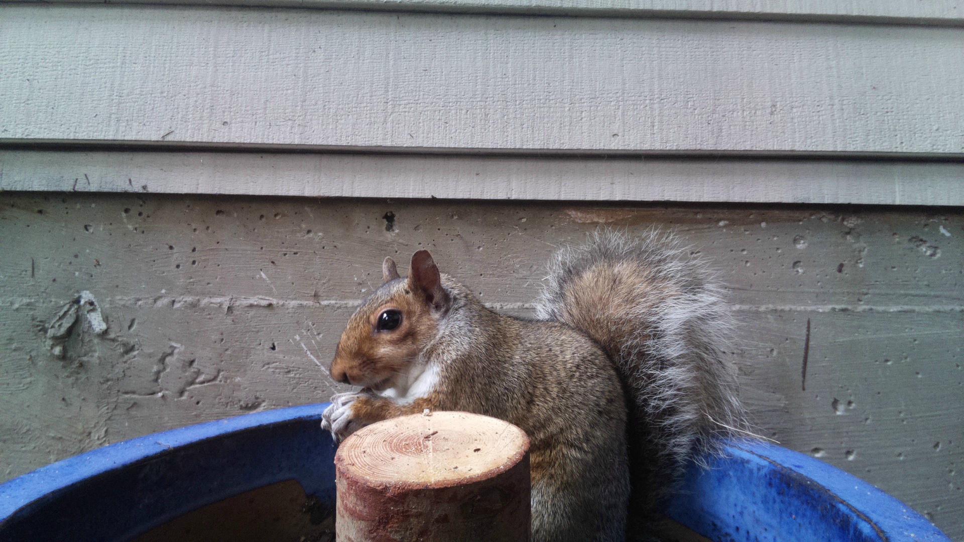 A gray squirrel is perched on the edge of a blue container, holding food in its paws with its bushy tail curled behind it. The background shows the side of a building with horizontal siding.