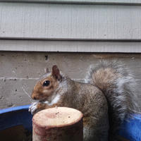 A gray squirrel is perched on the edge of a blue container, holding food in its paws with its bushy tail curled behind it. The background shows the side of a building with horizontal siding.