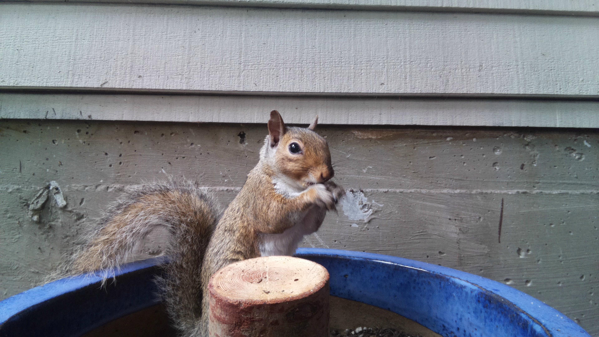 A gray squirrel is perched on the edge of a blue container, holding food in its front paws and nibbling, with a house wall in the background. The squirrel appears alert and focused on its meal.