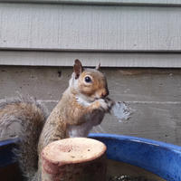 A gray squirrel is perched on the edge of a blue container, holding food in its front paws and nibbling, with a house wall in the background. The squirrel appears alert and focused on its meal.