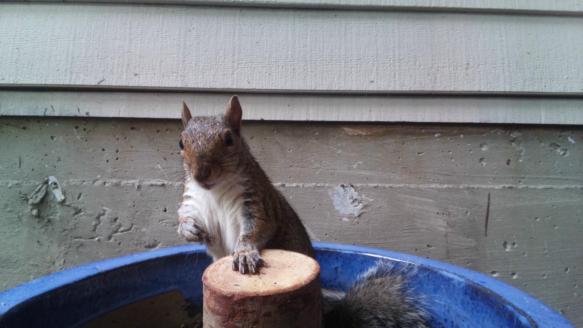 A gray squirrel is perched on a wooden post inside a blue container, looking directly at the camera with its paw resting on the post. The background shows the side of a building with horizontal siding.