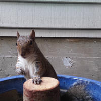 A gray squirrel is perched on a wooden post inside a blue container, looking directly at the camera with its paw resting on the post. The background shows the side of a building with horizontal siding.