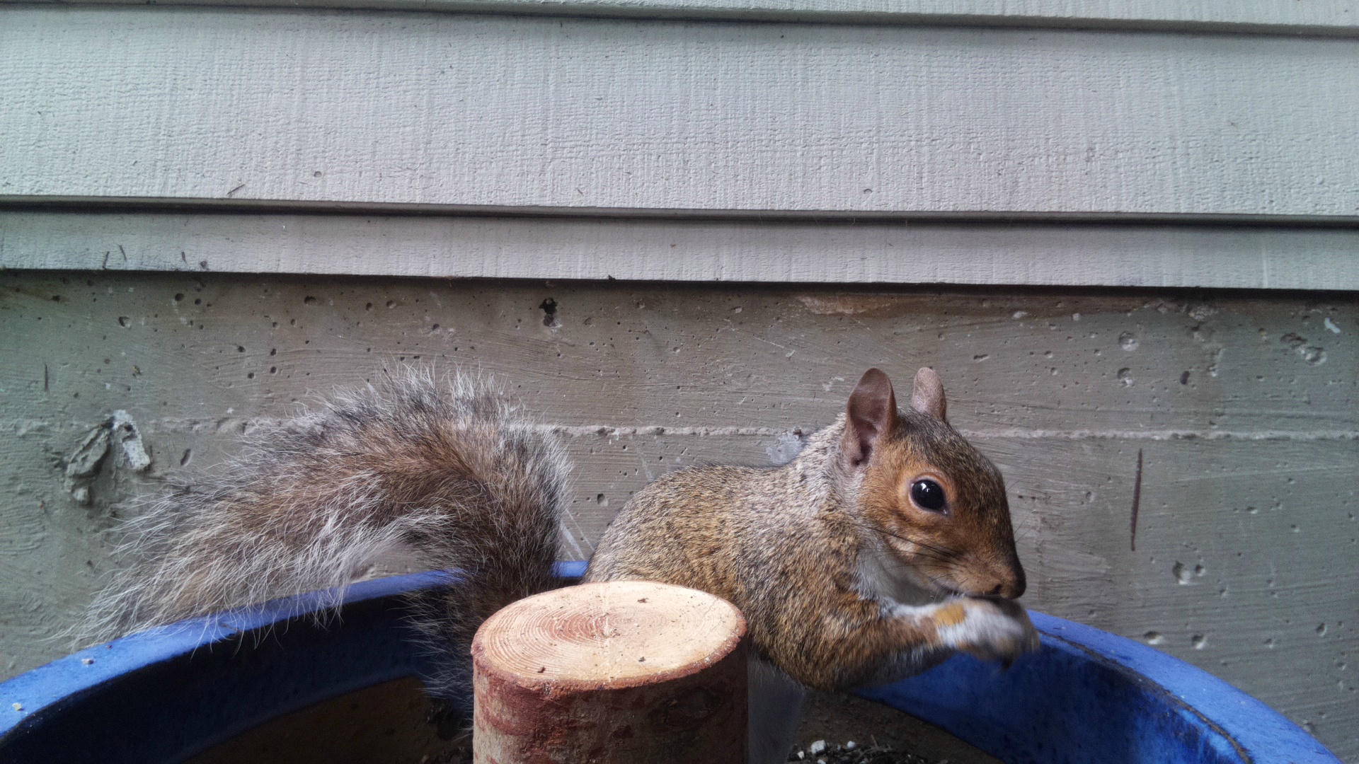 A gray squirrel is perched on the edge of a blue container, holding food in its paws near a wooden post. The background shows the siding and foundation of a building.