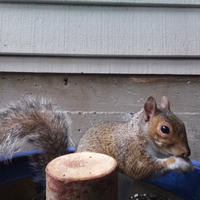 A gray squirrel is perched on the edge of a blue container, holding food in its paws near a wooden post. The background shows the siding and foundation of a building.