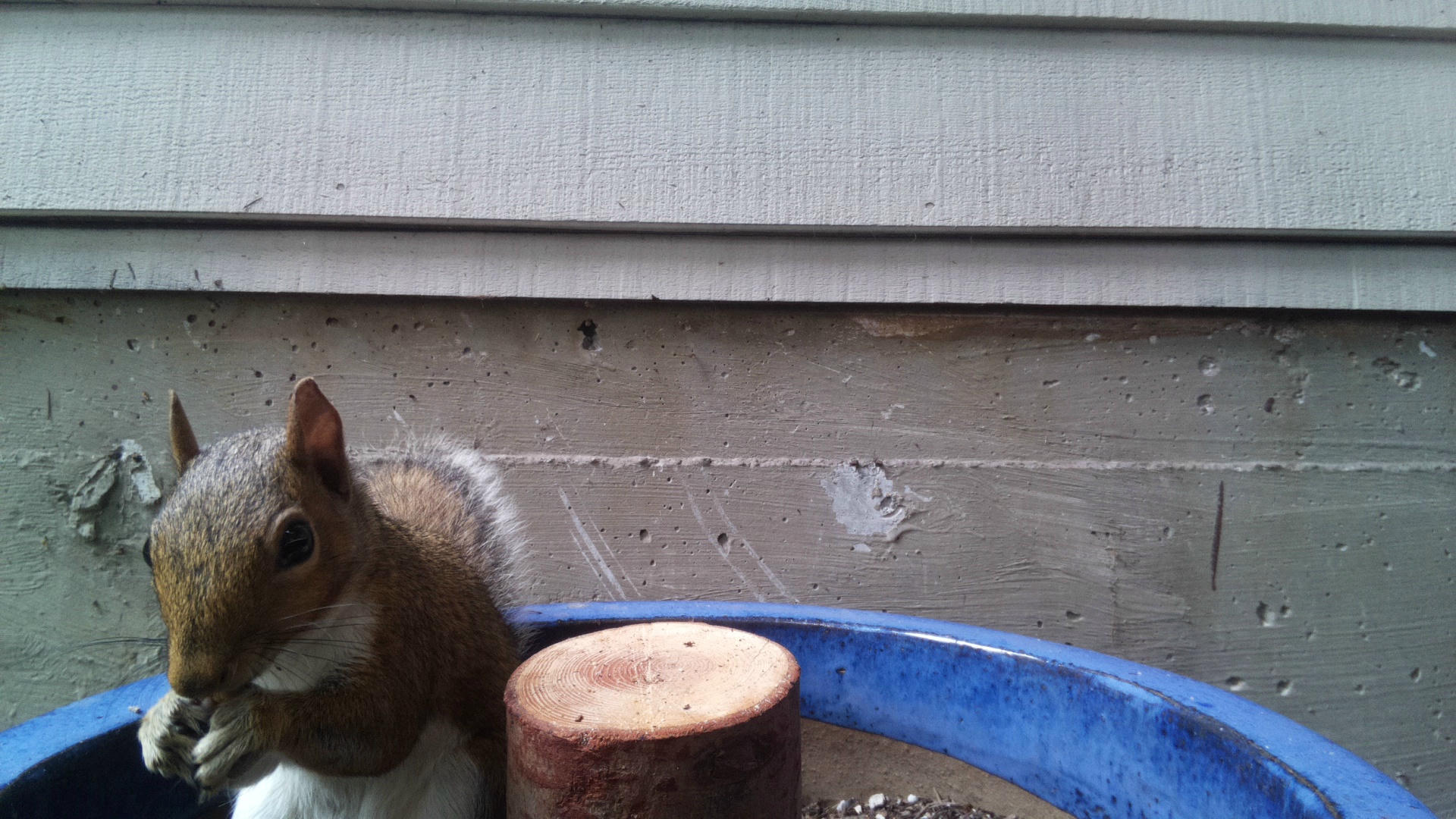 A gray squirrel is perched near a blue plastic container and a cut tree stump, with the background showing the siding of a house. The squirrel appears alert and is partially visible on the left side of the image.