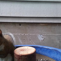 A gray squirrel is perched near a blue plastic container and a cut tree stump, with the background showing the siding of a house. The squirrel appears alert and is partially visible on the left side of the image.
