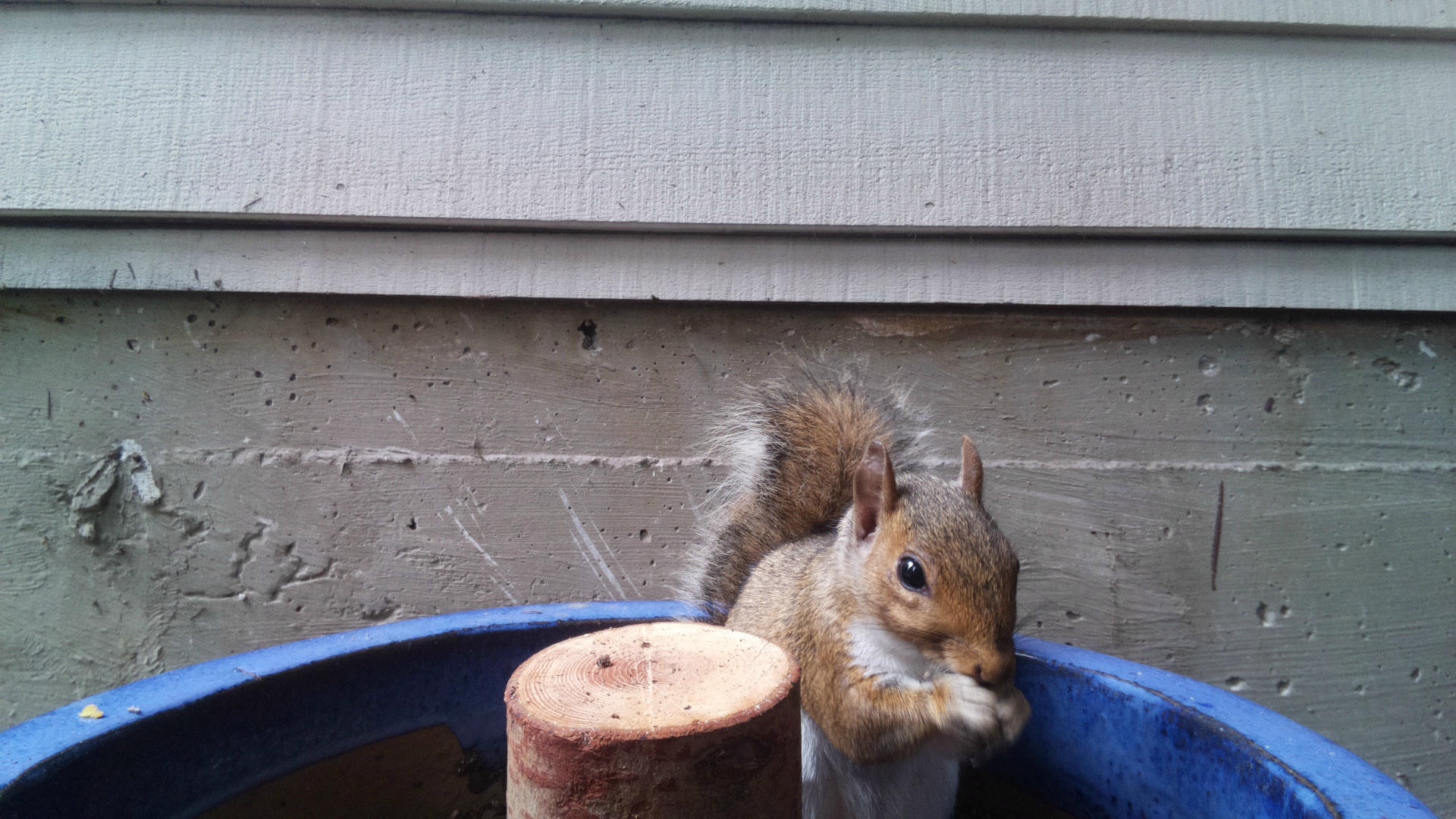 A gray squirrel is perched on the edge of a blue container, holding food in its paws and nibbling. The background shows the siding of a building, giving the scene a cozy, backyard feel.
