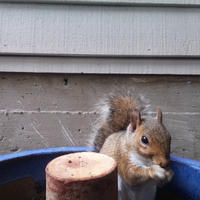 A gray squirrel is perched on the edge of a blue container, holding food in its paws and nibbling. The background shows the siding of a building, giving the scene a cozy, backyard feel.