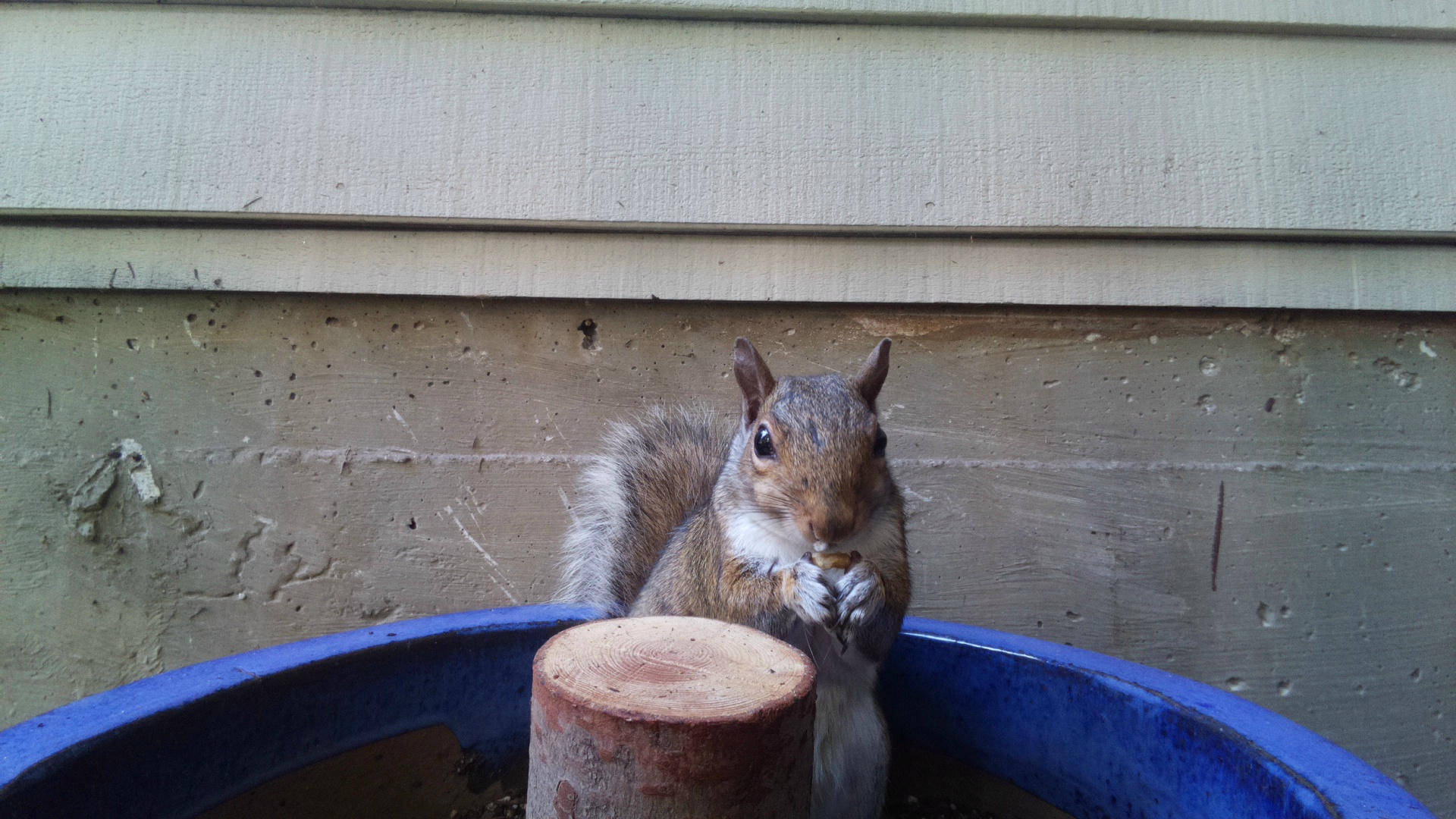 A gray squirrel is perched on the edge of a blue container, facing the camera with its paws held up near its mouth. The background shows the siding of a building, giving the scene a cozy, backyard feel.