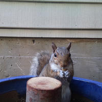 A gray squirrel is perched on the edge of a blue container, facing the camera with its paws held up near its mouth. The background shows the siding of a building, giving the scene a cozy, backyard feel.