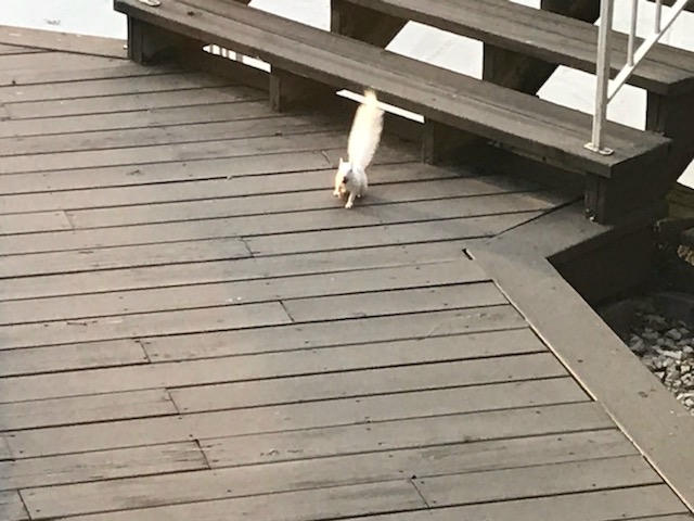 A white squirrel with a fluffy tail is walking across wooden decking, heading toward the camera. The sunlight highlights its bright fur, making it stand out against the darker wood.