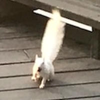 A white squirrel with a fluffy tail is walking across wooden decking, heading toward the camera. The sunlight highlights its bright fur, making it stand out against the darker wood.