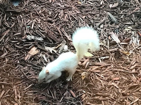 A white squirrel with a fluffy tail is standing on a bed of brown wood chips, appearing to sniff the ground. Its bright fur contrasts sharply with the darker background.