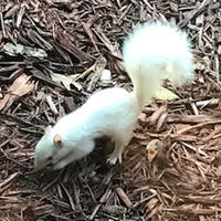 A white squirrel with a fluffy tail is standing on a bed of brown wood chips, appearing to sniff the ground. Its bright fur contrasts sharply with the darker background.