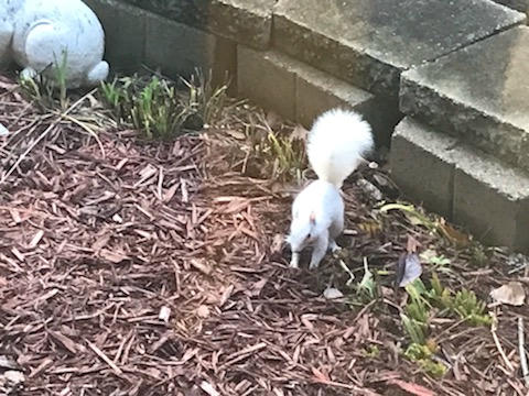 A white squirrel with a fluffy tail stands on a bed of brown leaves and twigs, surrounded by rocks and greenery. Sunlight highlights its bright fur, making it stand out against the natural background.